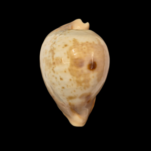 BC363 Umbilia armeniaca andreyi - PEACH BASE