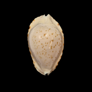 BC368 Zoila ketyana zuytdorpensis