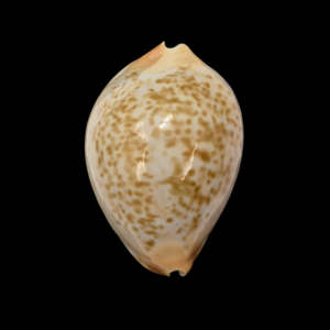 BC372 Zoila kostini - DENSE DARK PATTERN