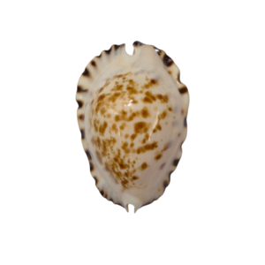 BC370 Zoila ketyana novasuperba - EXCEPTIONAL