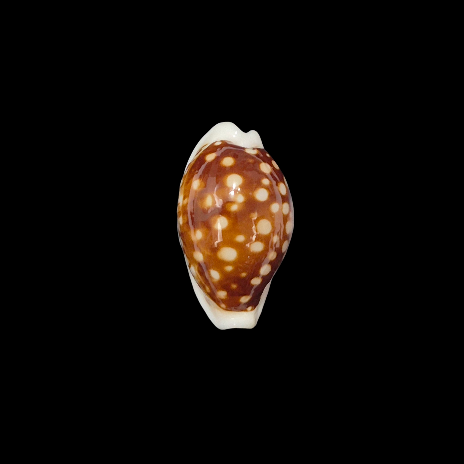 BC367 Cribrarula exmouthensis exmouthensis