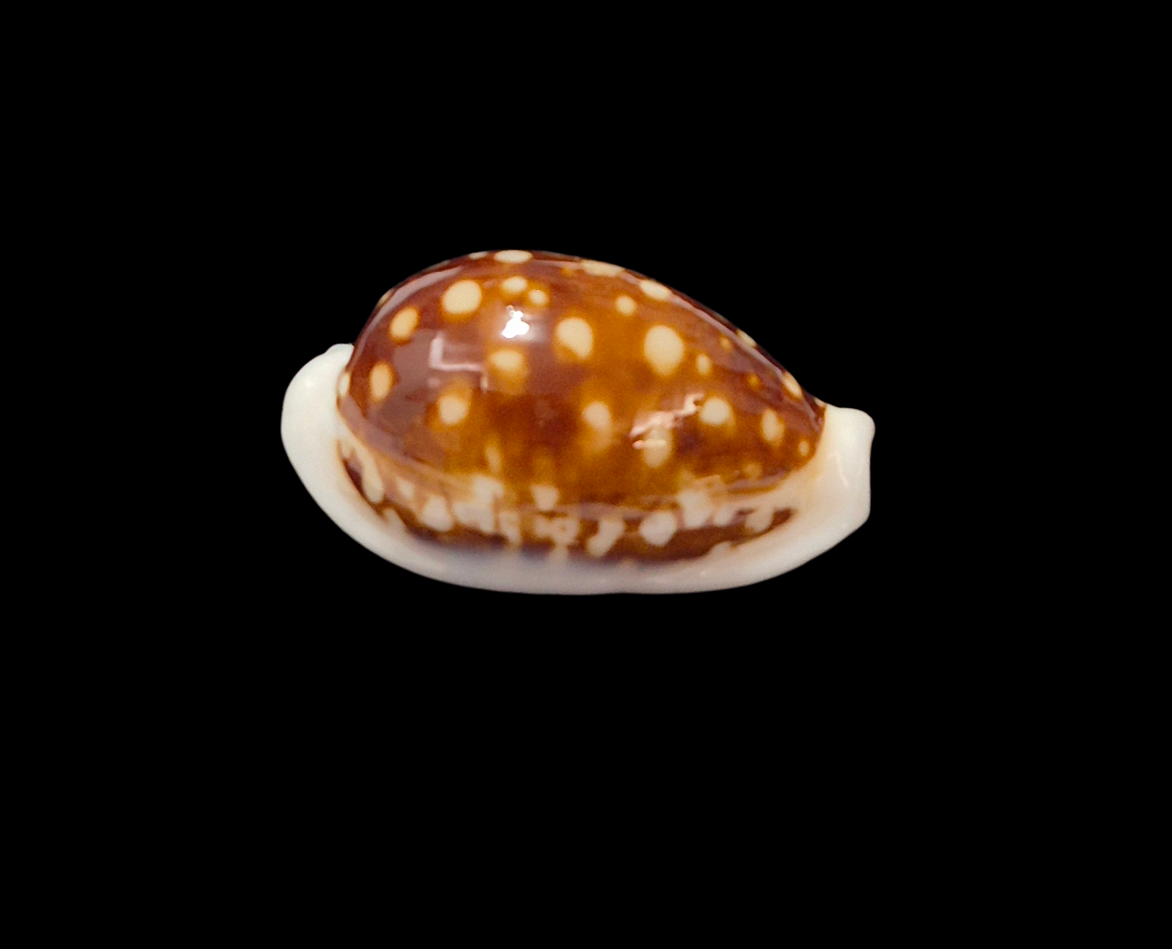 BC367 Cribrarula exmouthensis exmouthensis - Image 2