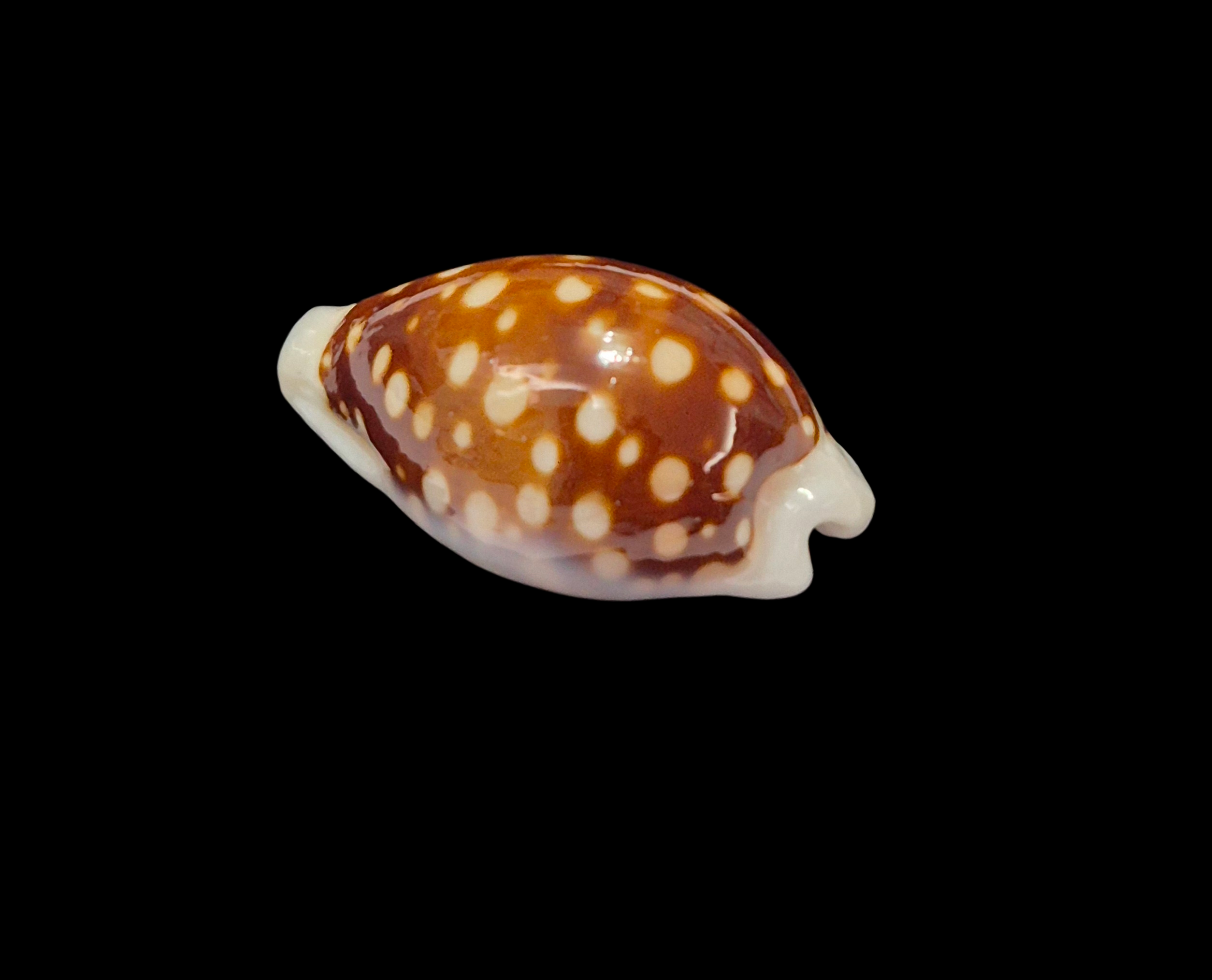 BC367 Cribrarula exmouthensis exmouthensis - Image 3