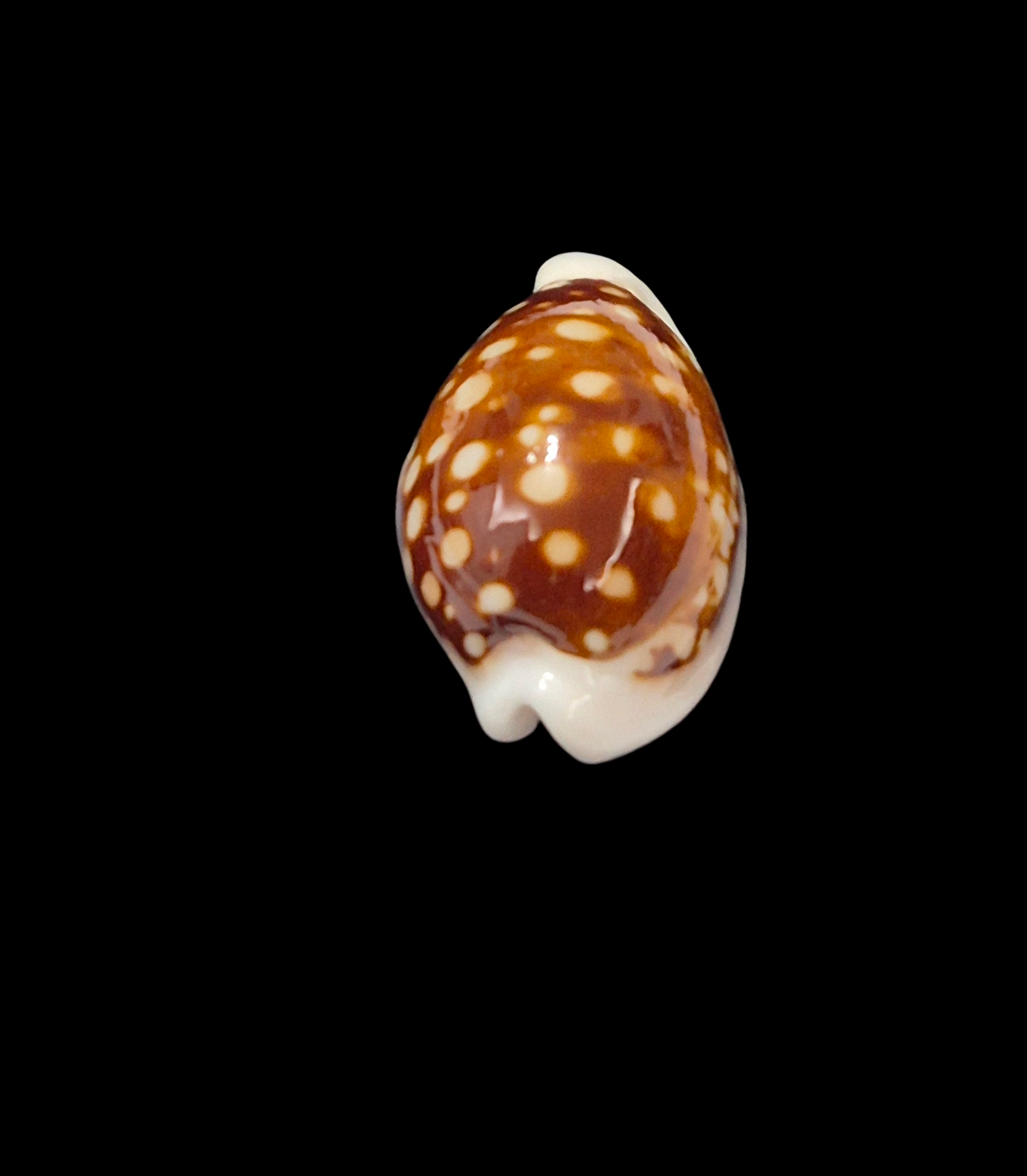 BC367 Cribrarula exmouthensis exmouthensis - Image 4