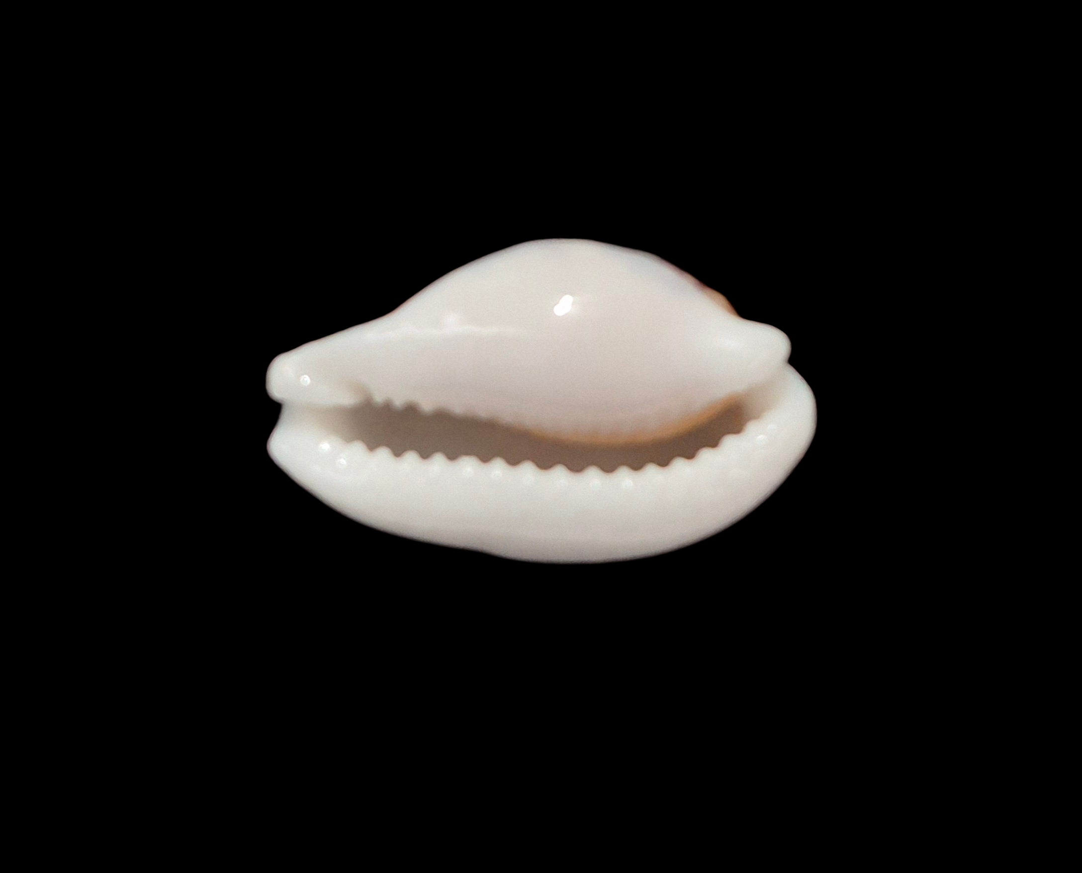 BC367 Cribrarula exmouthensis exmouthensis - Image 5