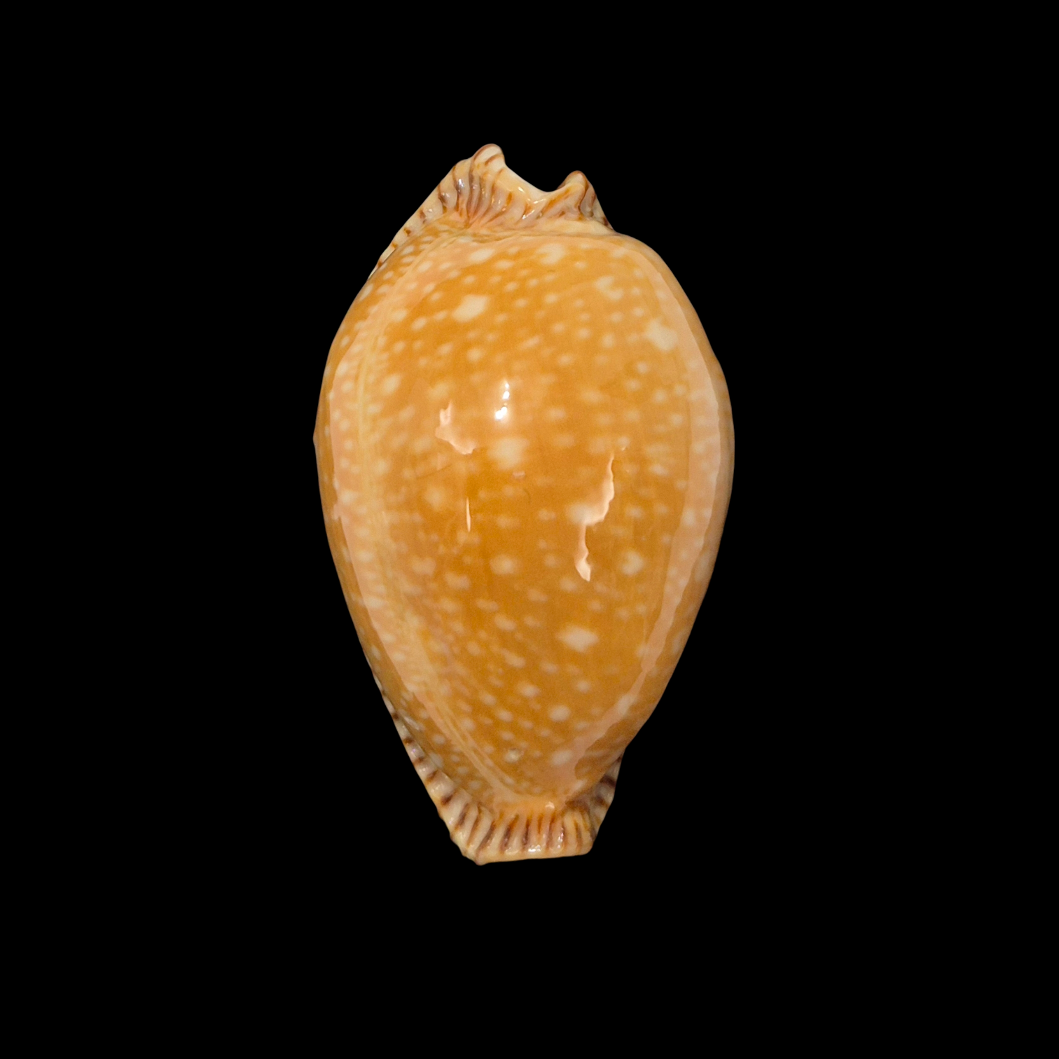 BC365 Perisserosa guttata surinensis