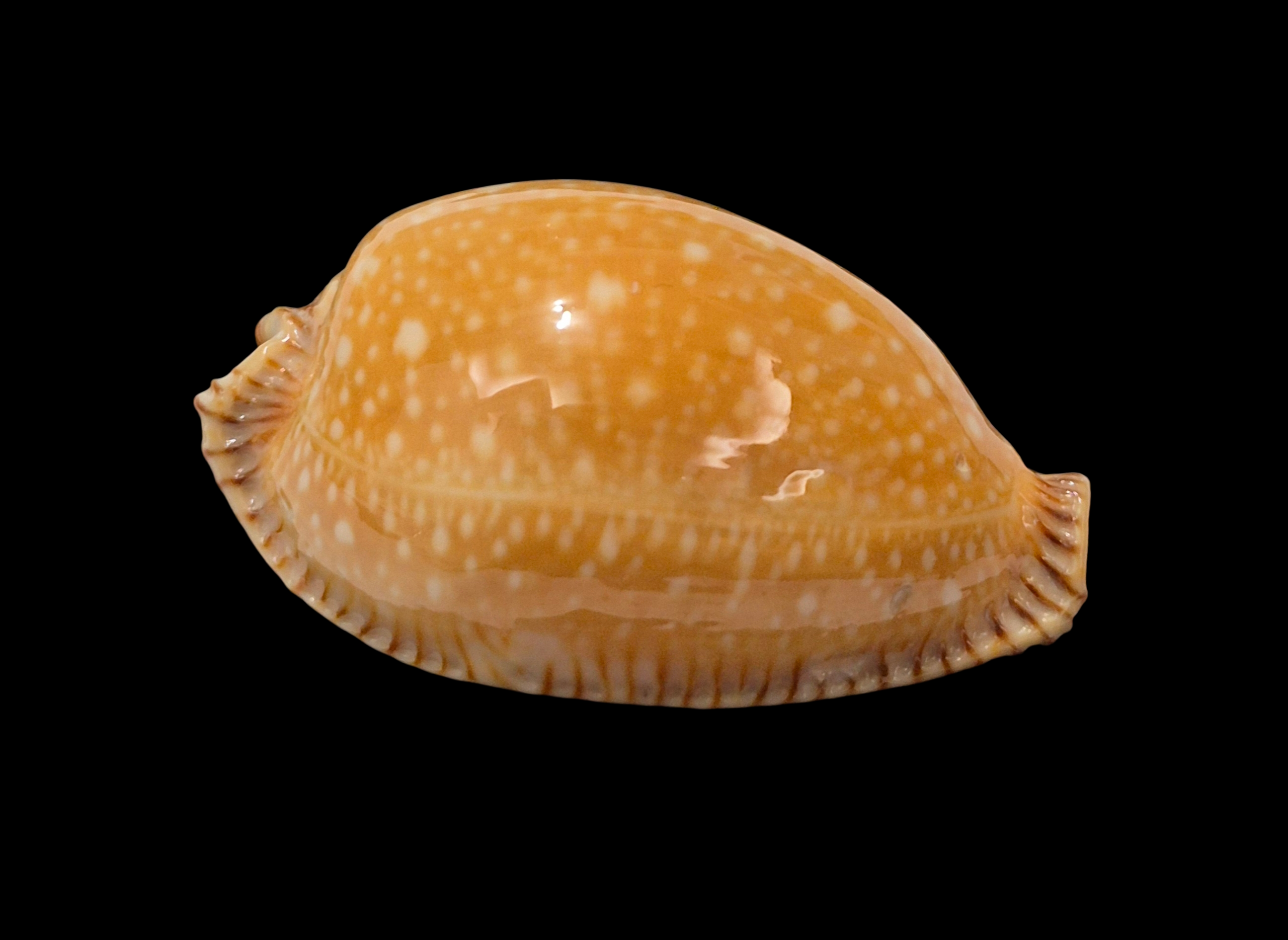 BC365 Perisserosa guttata surinensis - Image 2