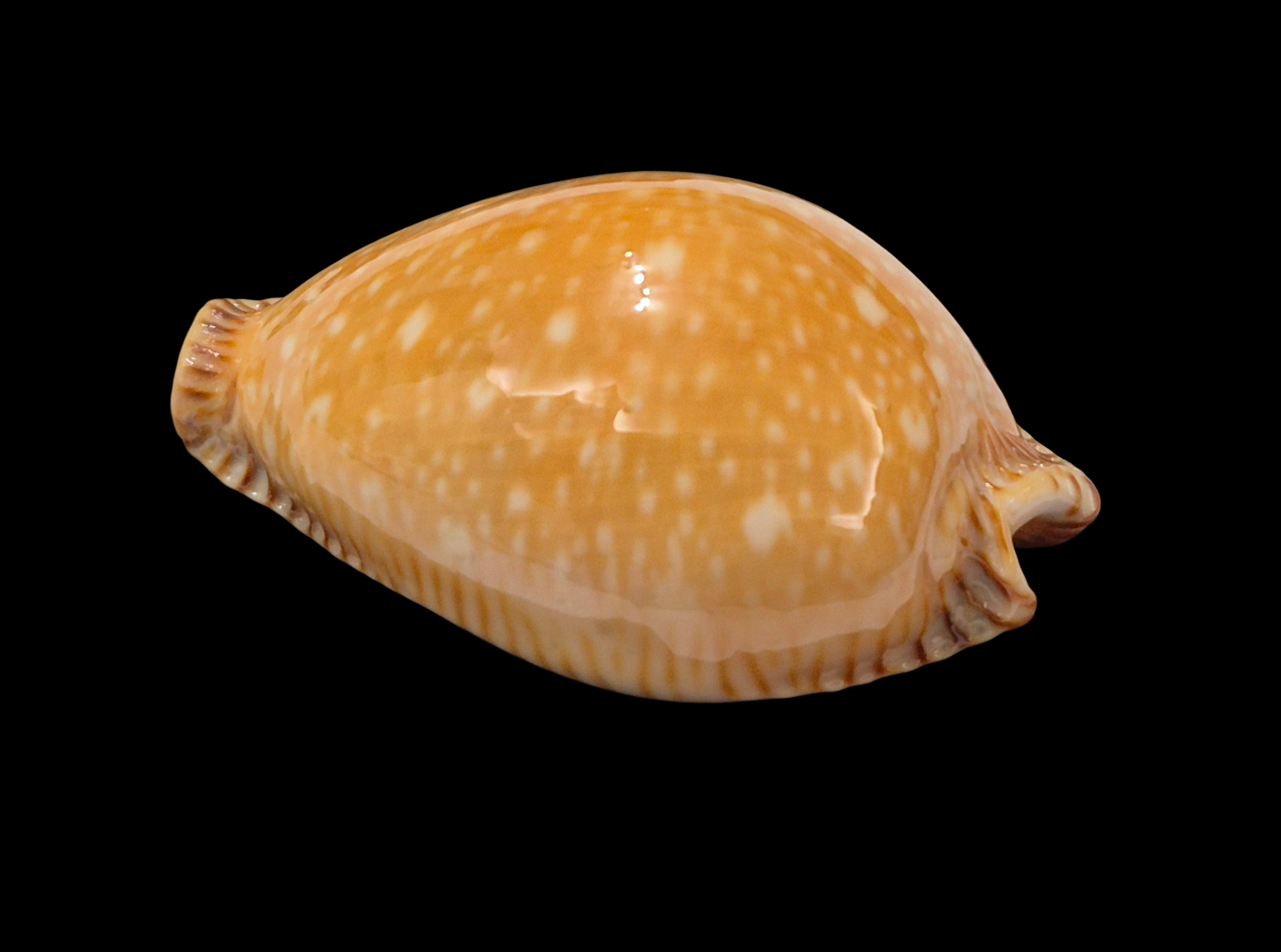 BC365 Perisserosa guttata surinensis - Image 3