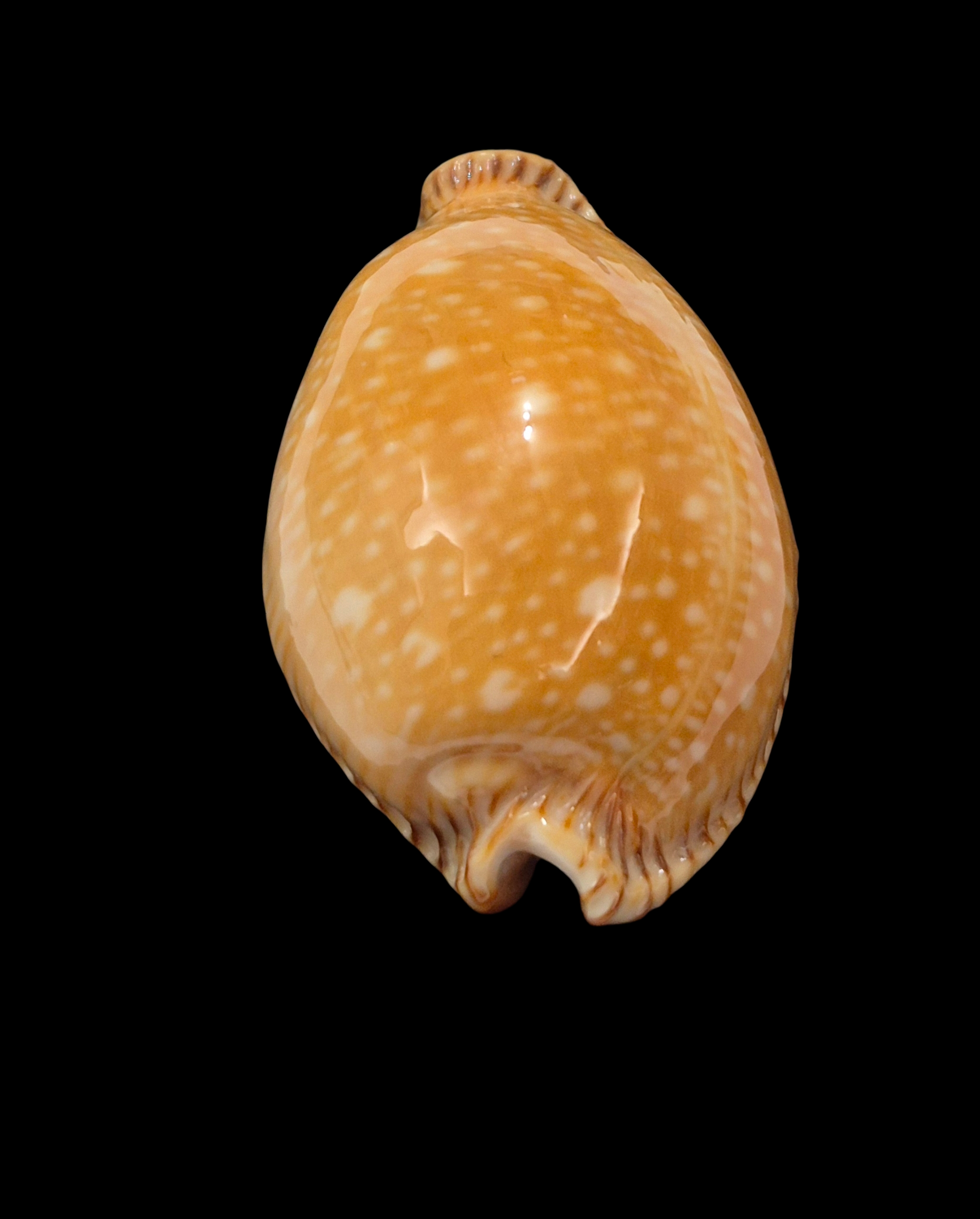 BC365 Perisserosa guttata surinensis - Image 4