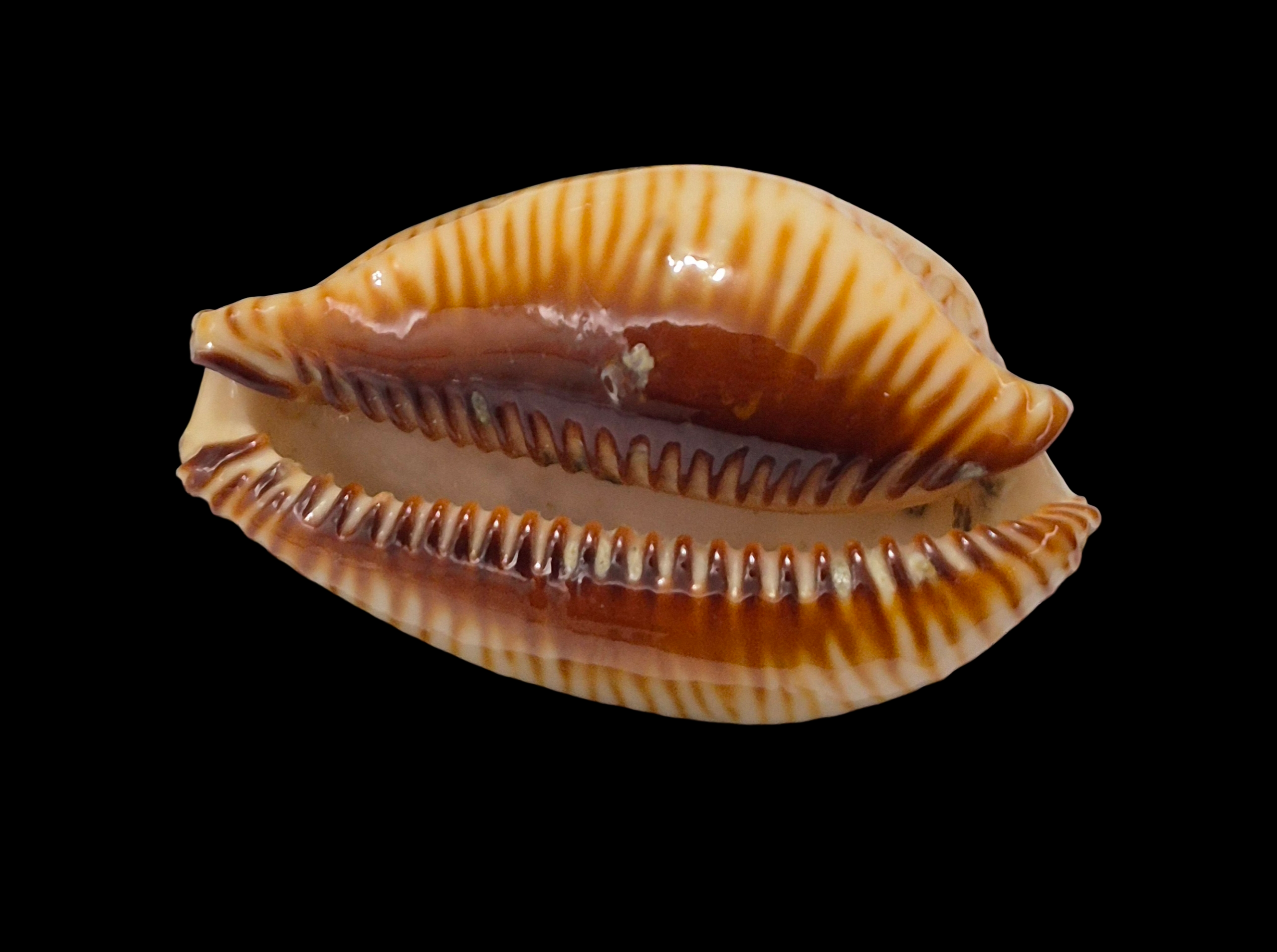 BC365 Perisserosa guttata surinensis - Image 5