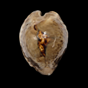 BC357 Barycypraea teulerei - LARGE and DARK