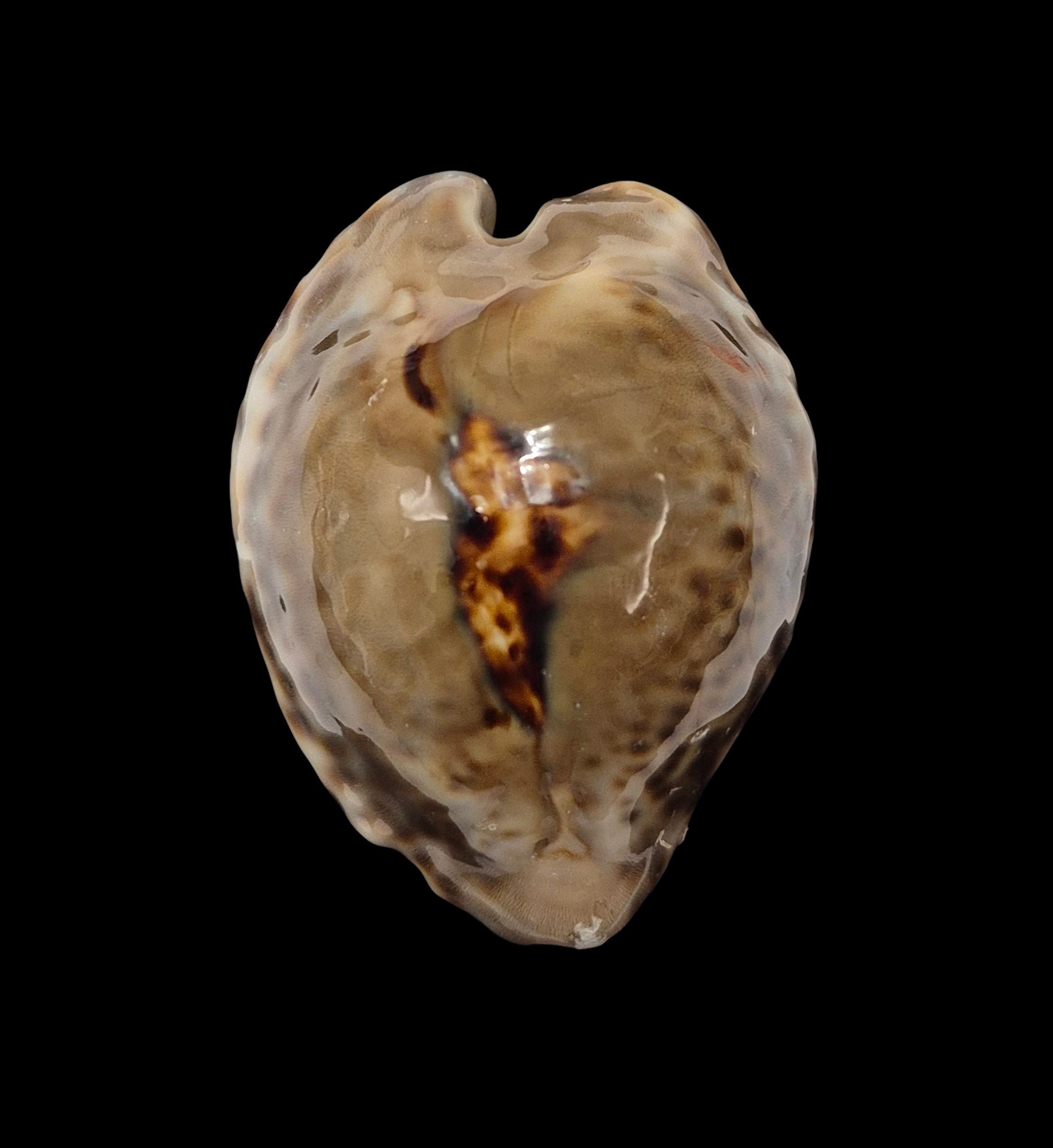 BC357 Barycypraea teulerei - LARGE and DARK