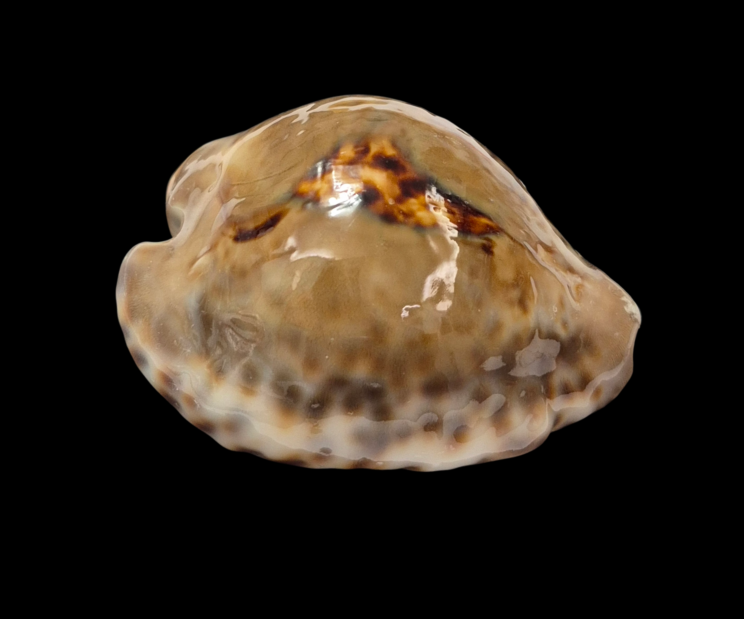 BC357 Barycypraea teulerei - LARGE and DARK - Image 2