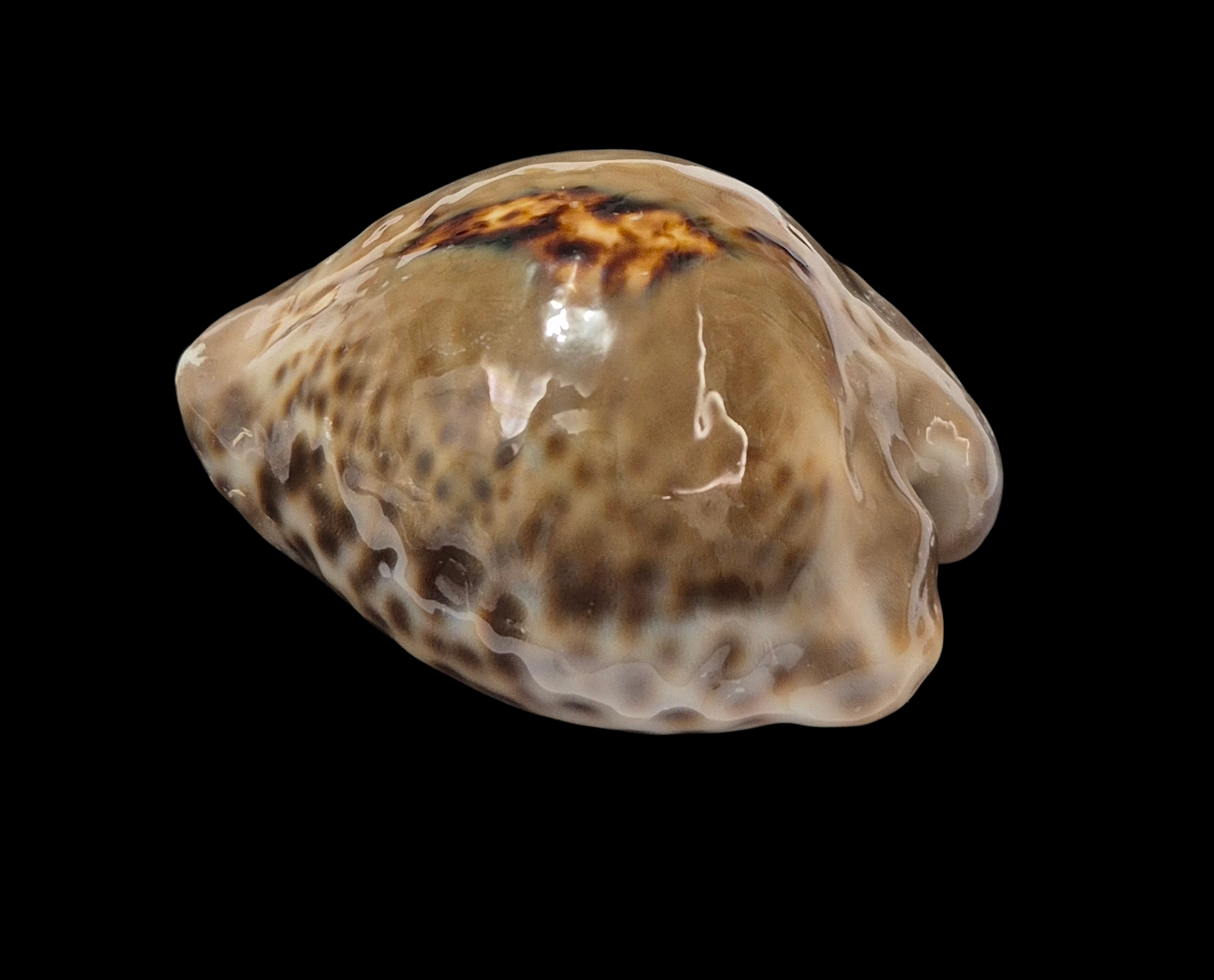 BC357 Barycypraea teulerei - LARGE and DARK - Image 3