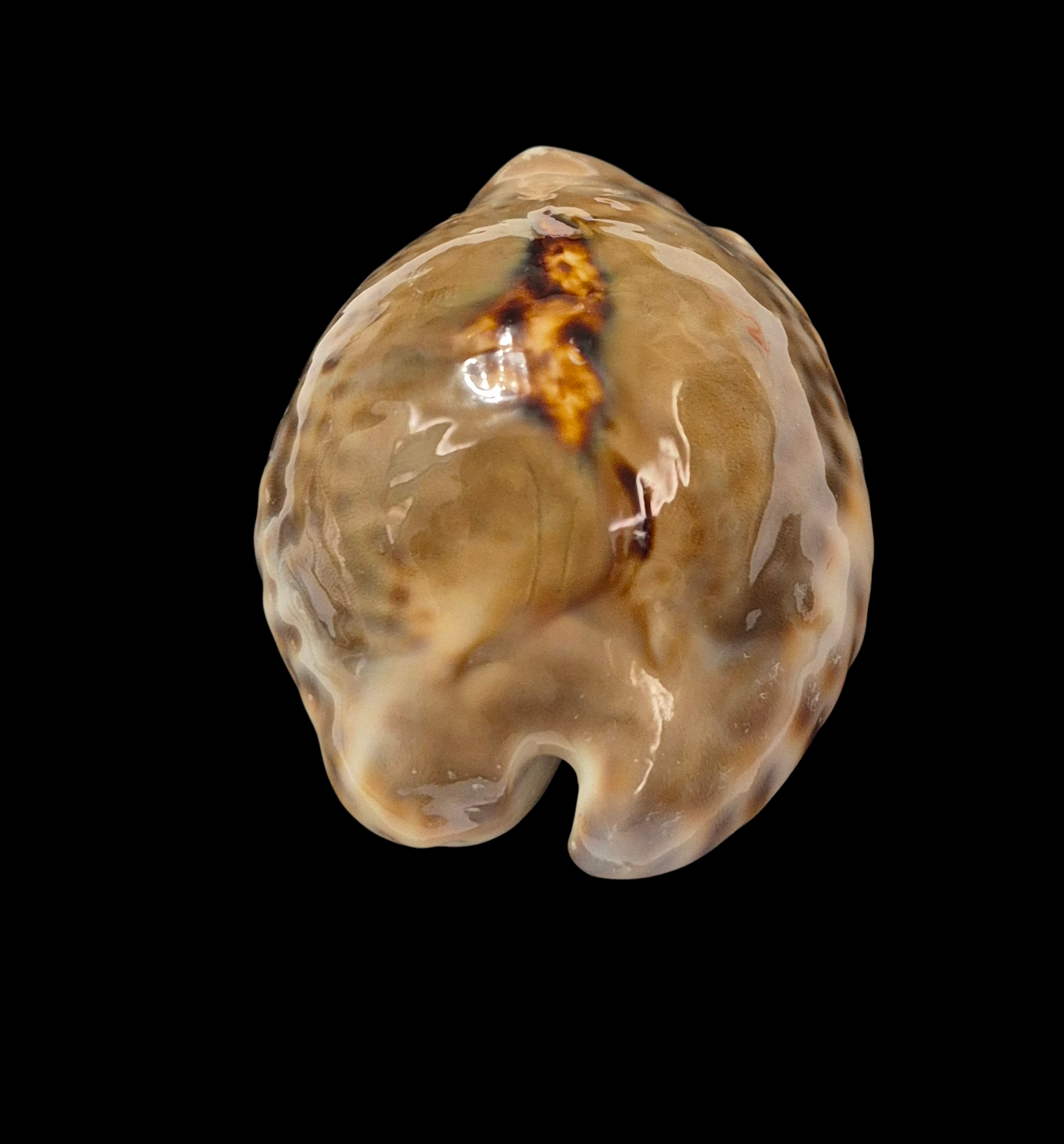 BC357 Barycypraea teulerei - LARGE and DARK - Image 4