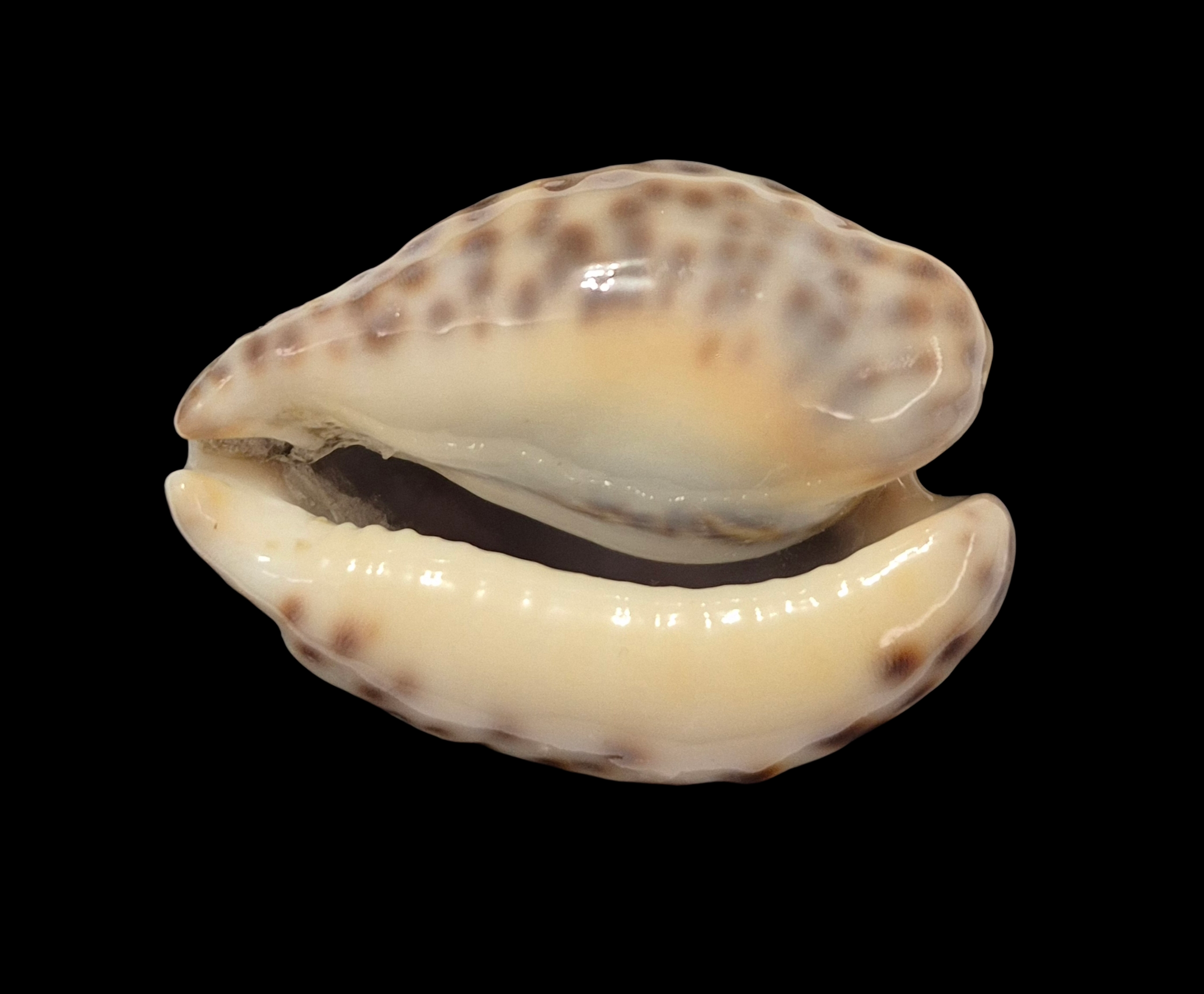 BC357 Barycypraea teulerei - LARGE and DARK - Image 5