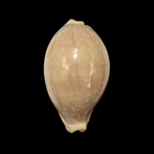 BC355 Lyncina camelopardalis - XXXL SIZE