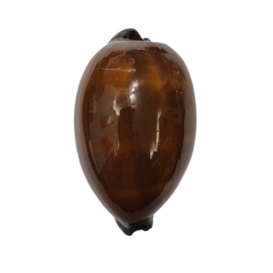 BC318 Talparia exusta - GIANT ONE