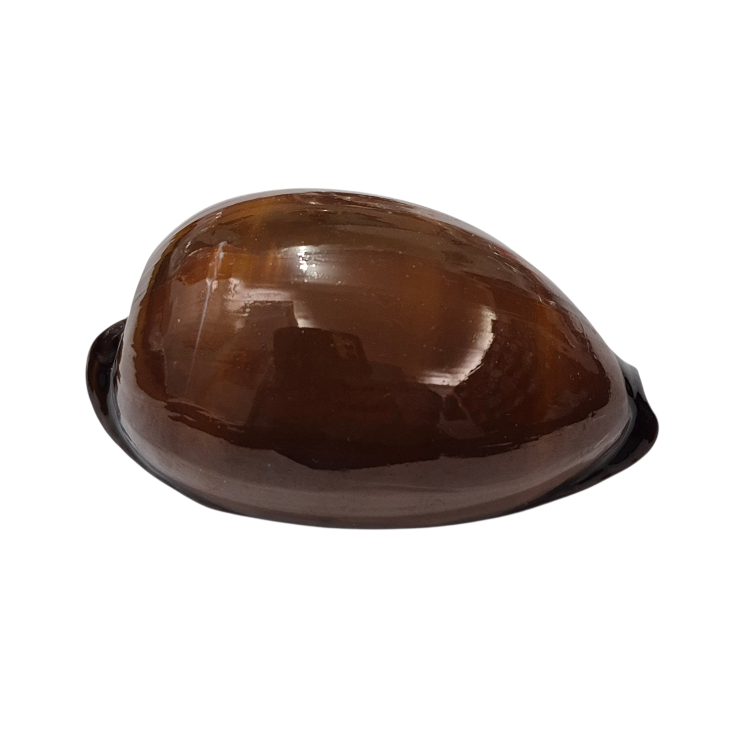 BC318 Talparia exusta - GIANT ONE - Image 2