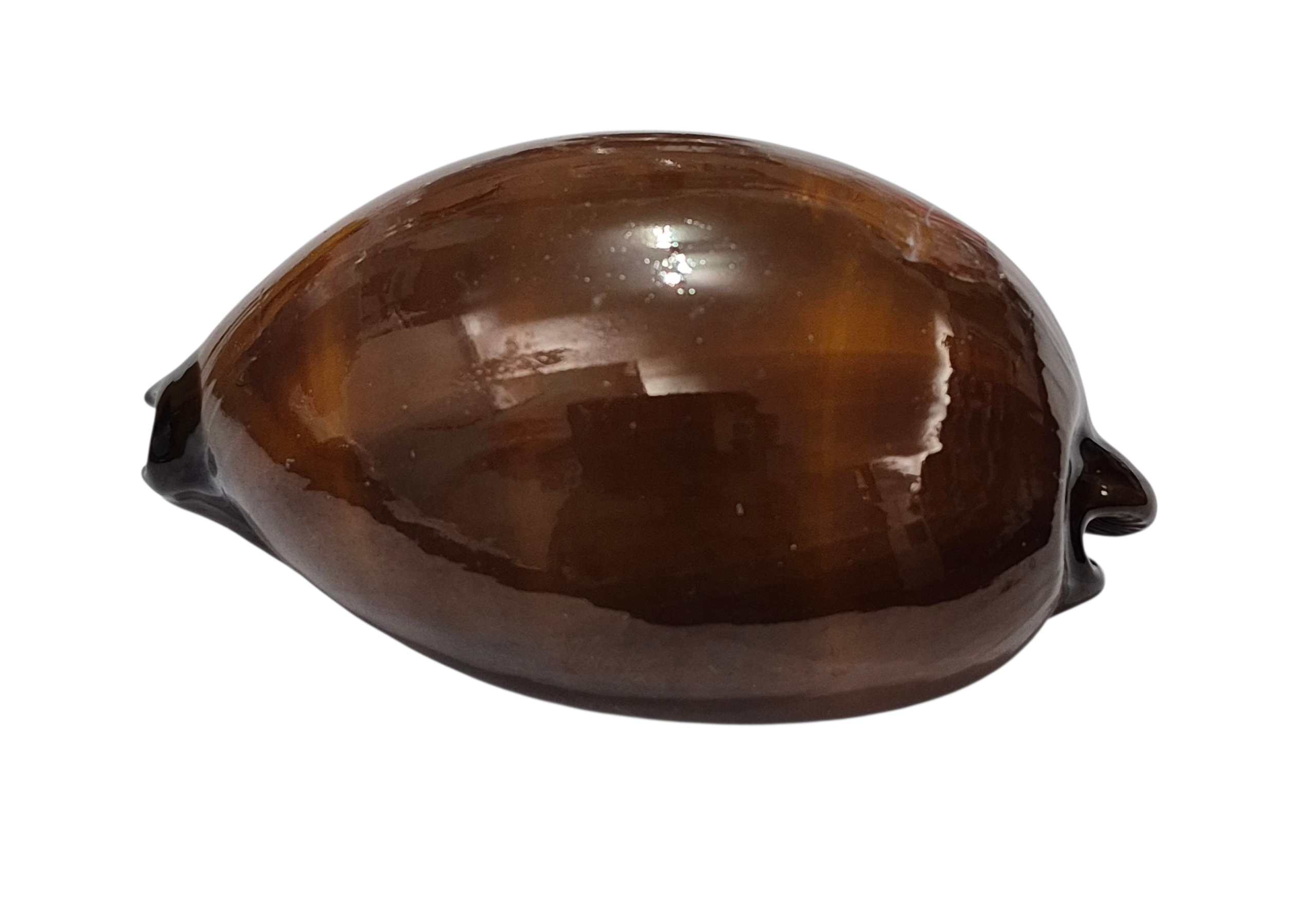 BC318 Talparia exusta - GIANT ONE - Image 3