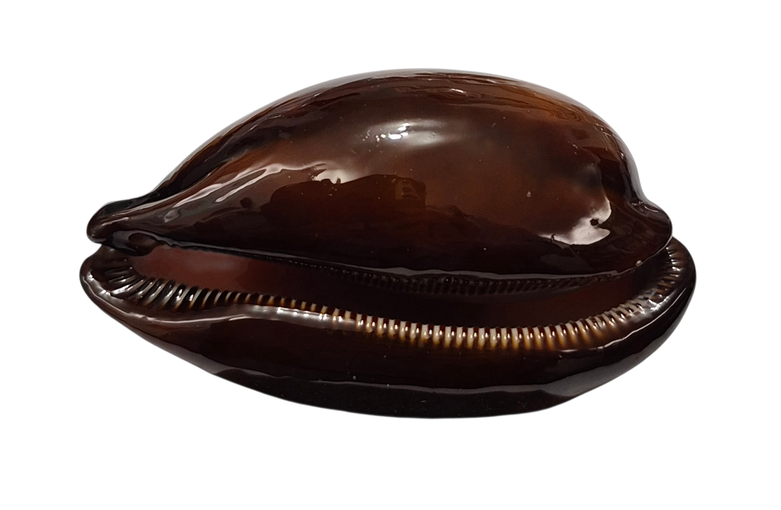 BC318 Talparia exusta - GIANT ONE - Image 5