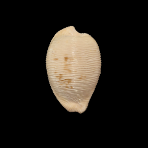 BC349 Cypraeovula capensis f. gorda