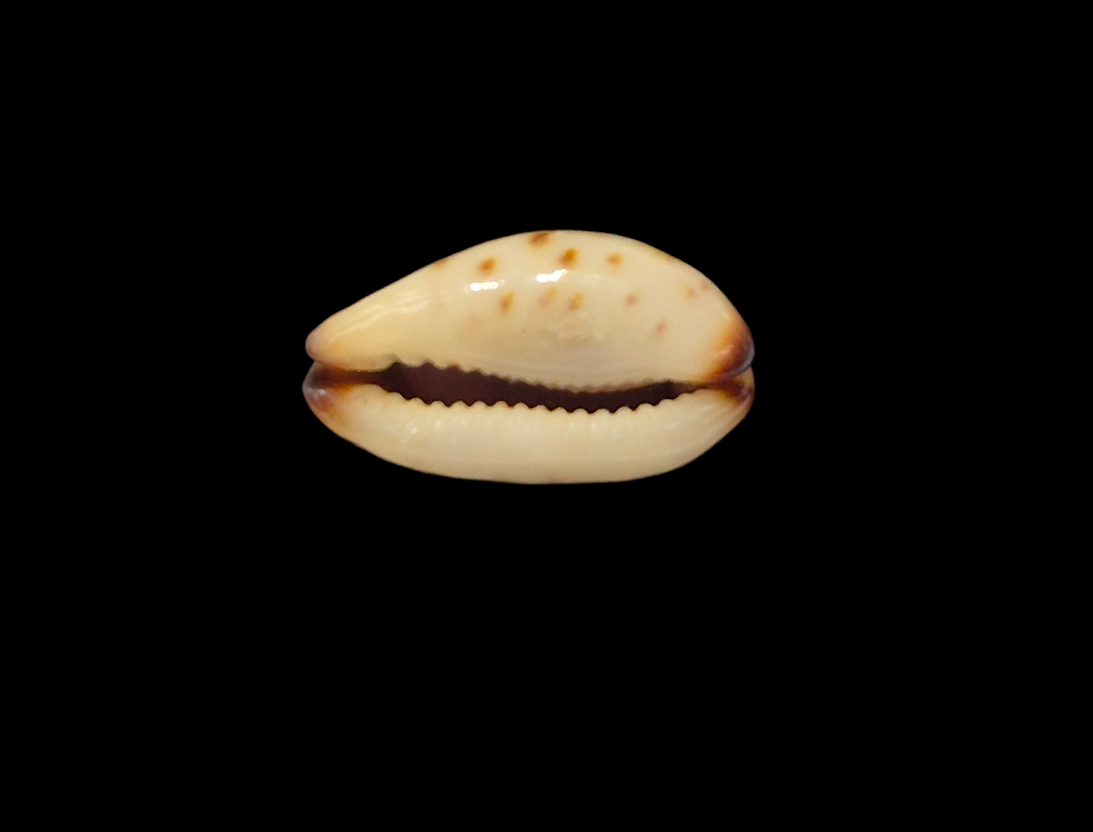 BC380 Purpuradusta gracilis - NIGER FORM - Image 5