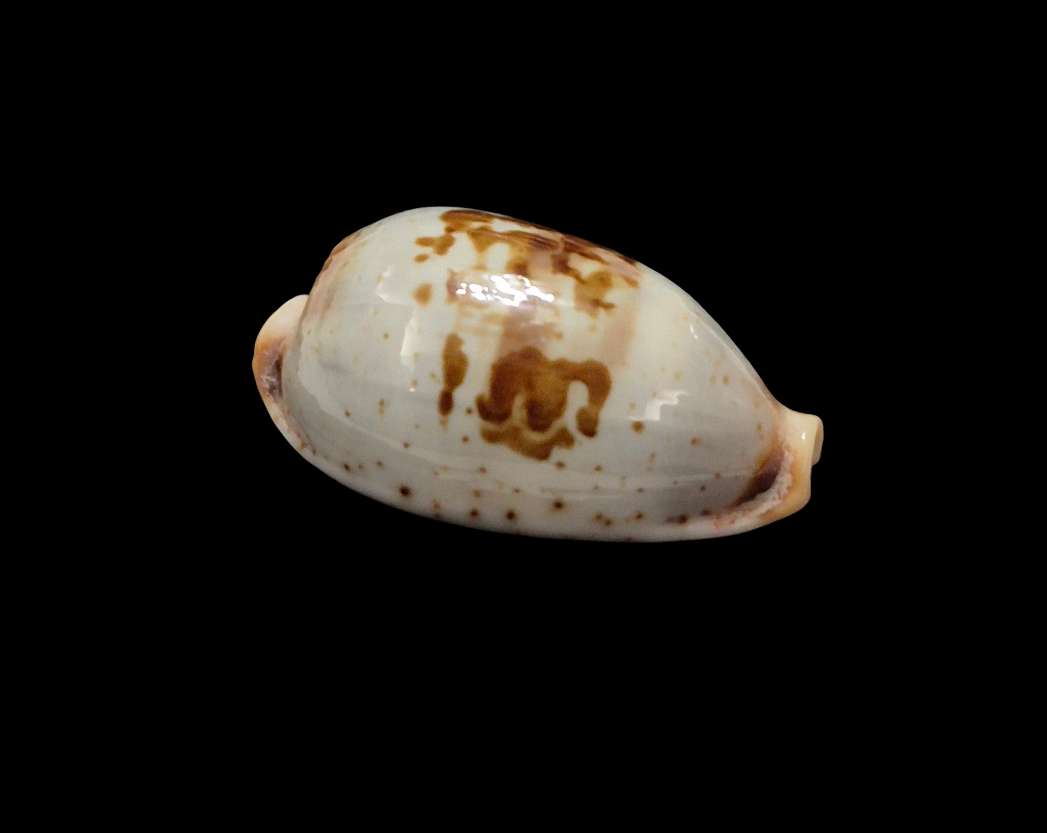 BC377 Bistolida erythraeensis - BIG SIZE - Image 2