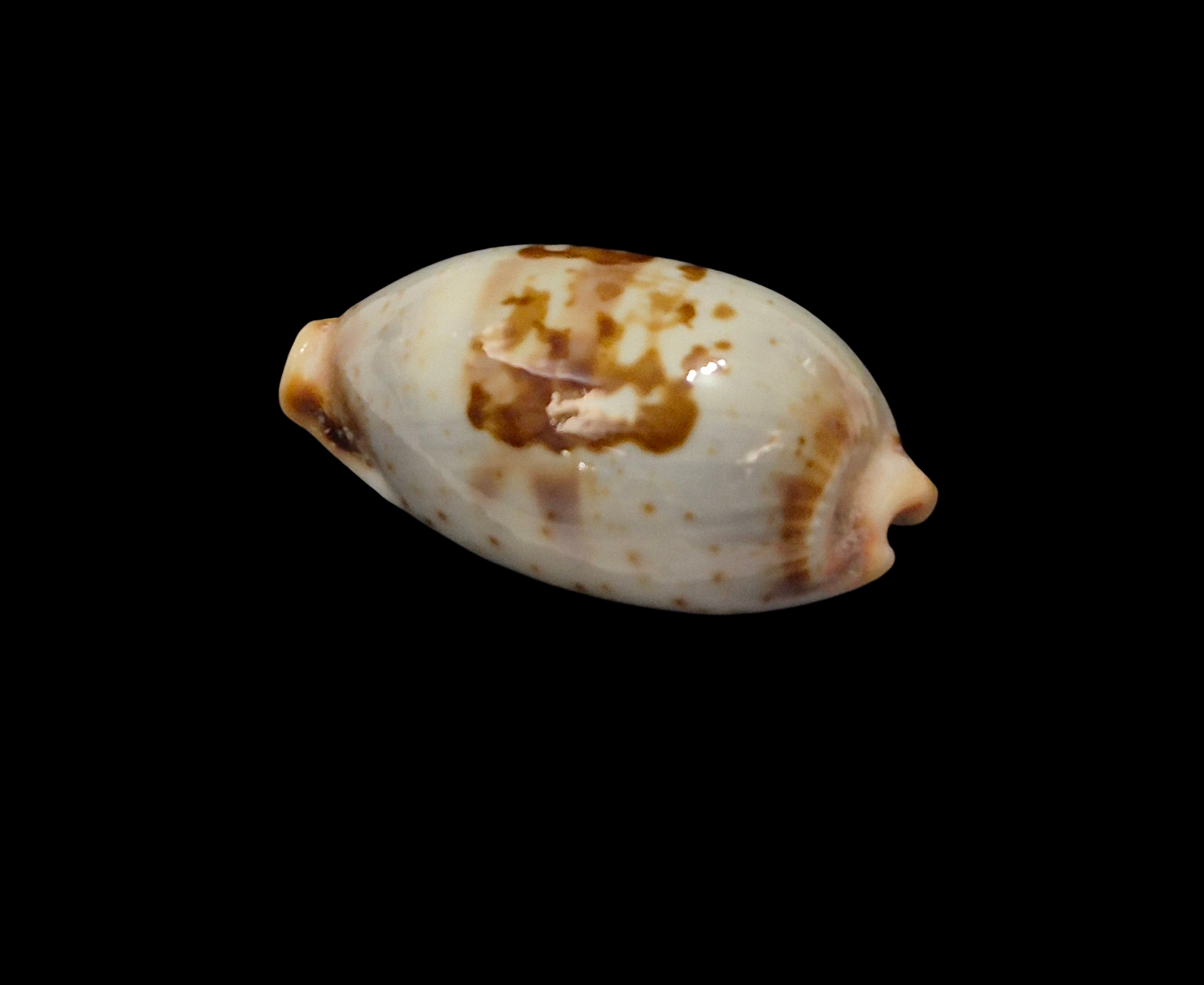 BC377 Bistolida erythraeensis - BIG SIZE - Image 3