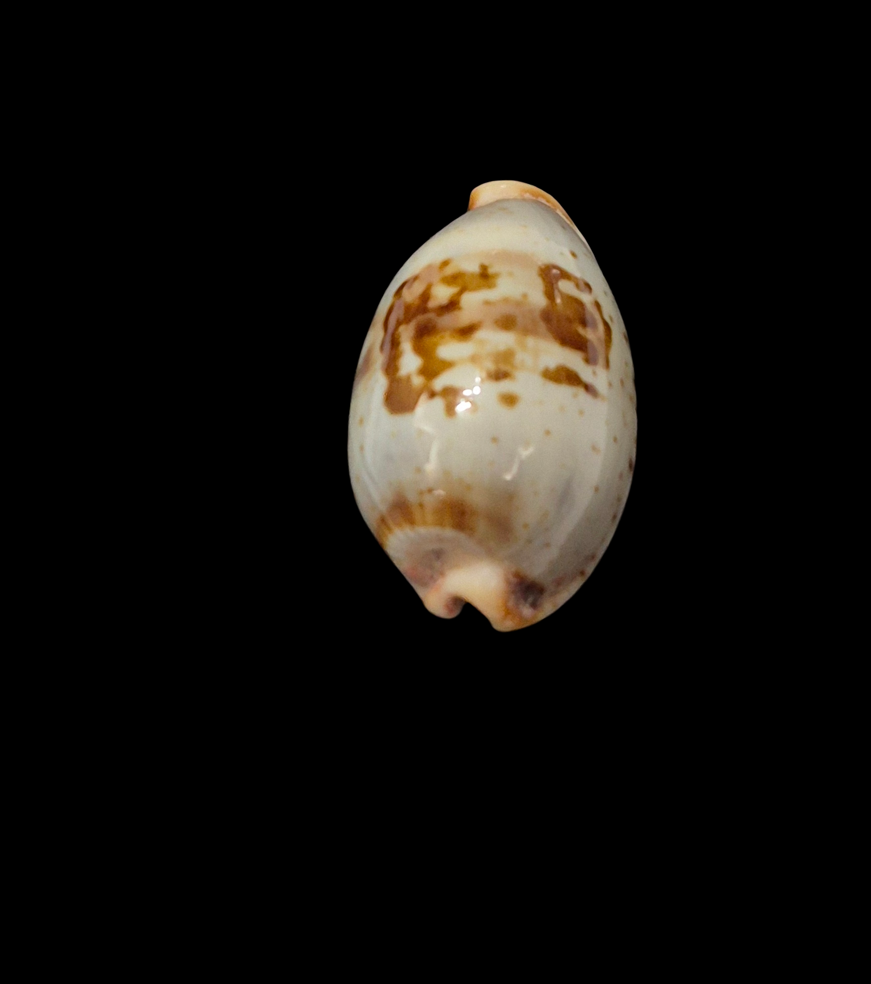 BC377 Bistolida erythraeensis - BIG SIZE - Image 4