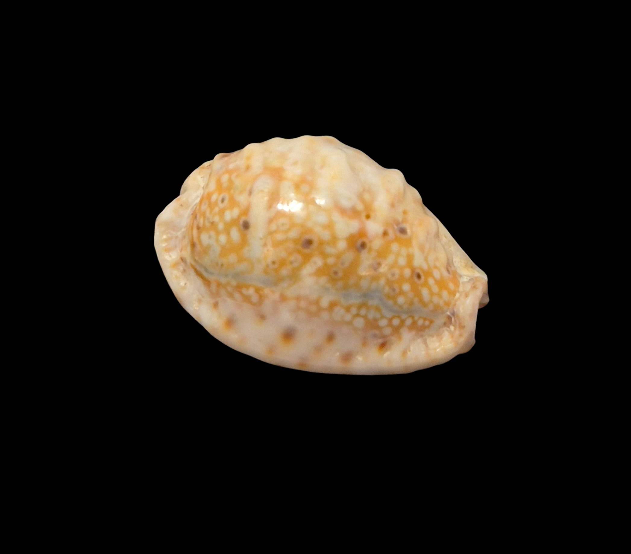 BC379 Naria ocellata f. quasimodoi - Image 2