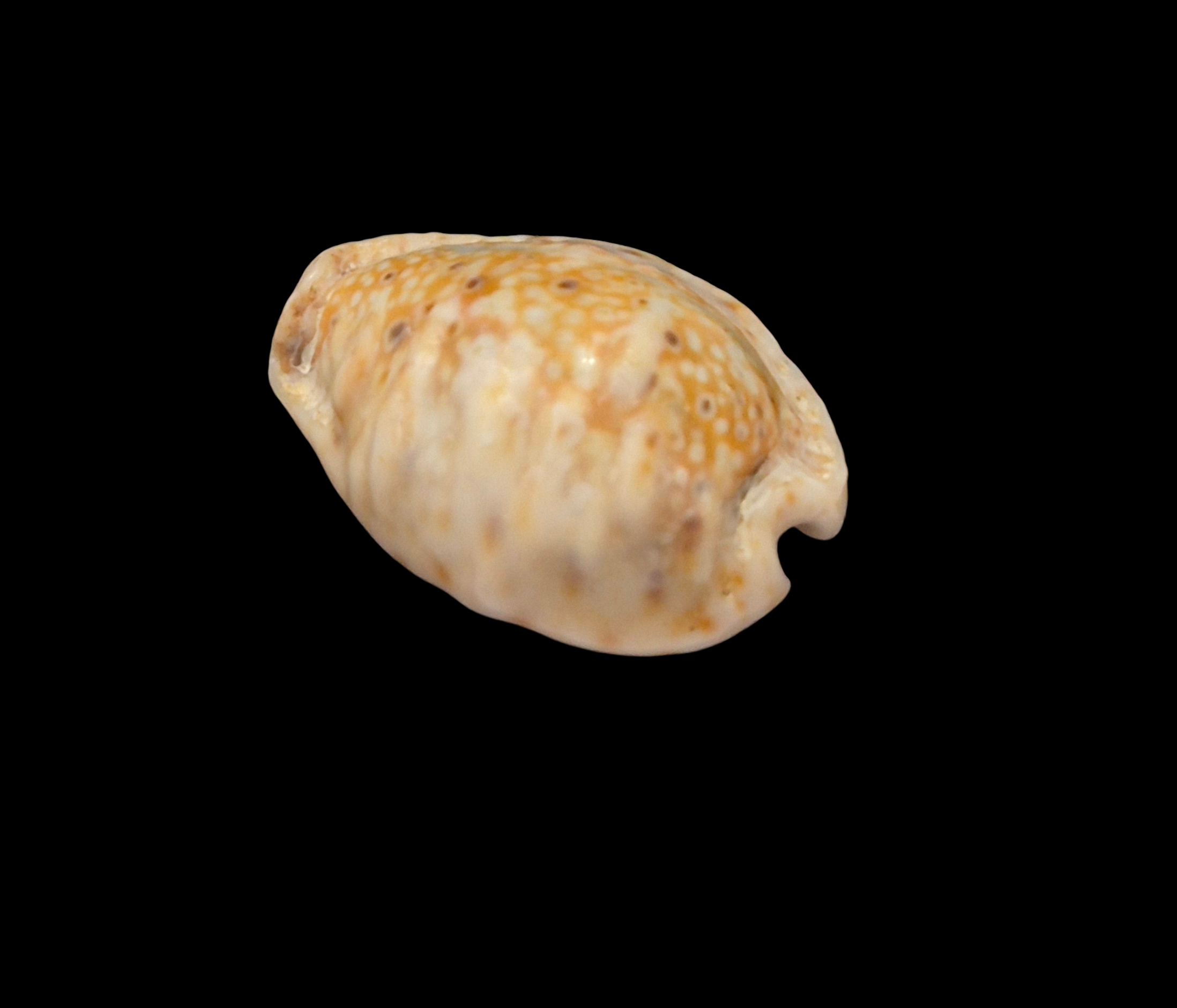 BC379 Naria ocellata f. quasimodoi - Image 3