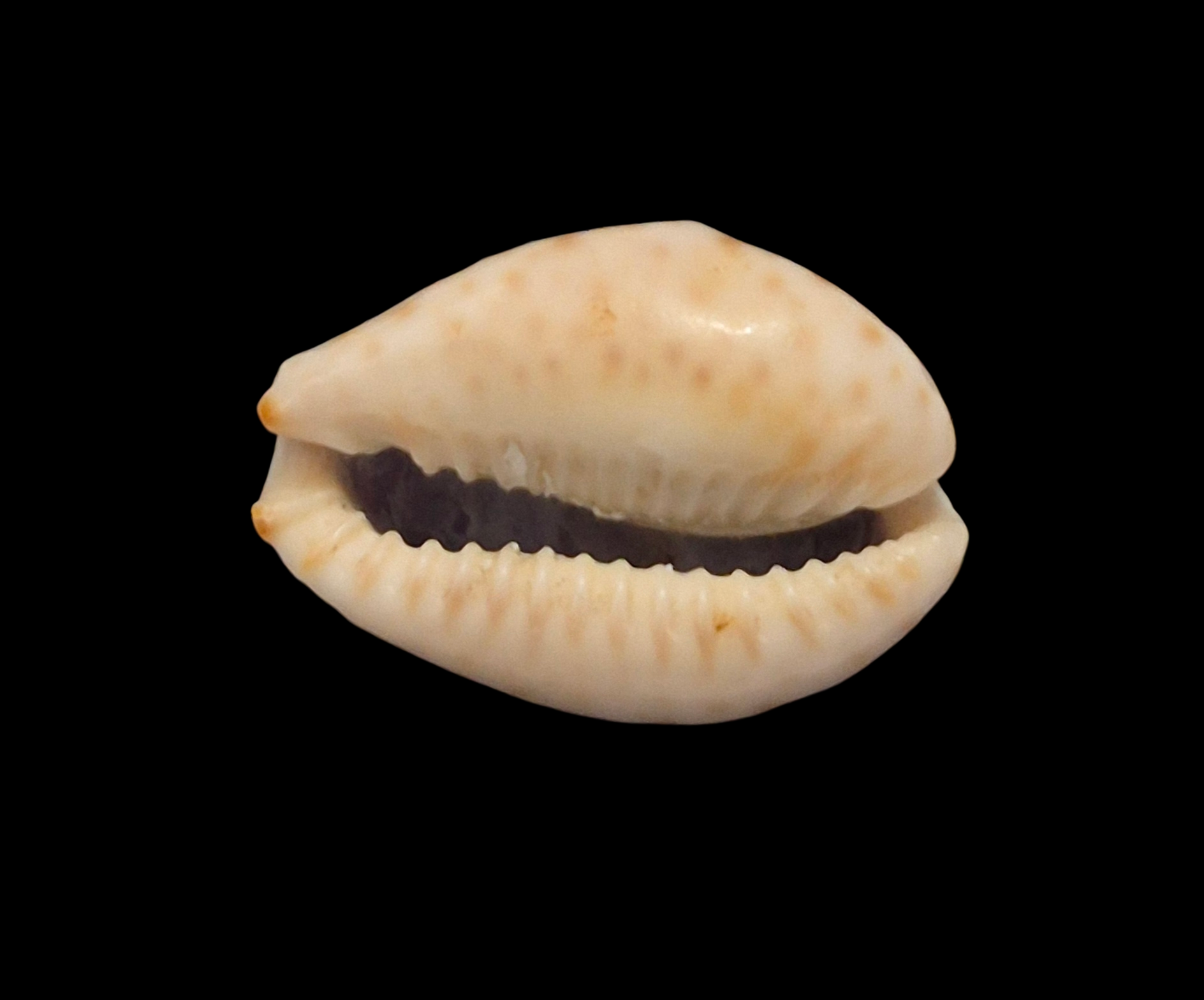 BC379 Naria ocellata f. quasimodoi - Image 5