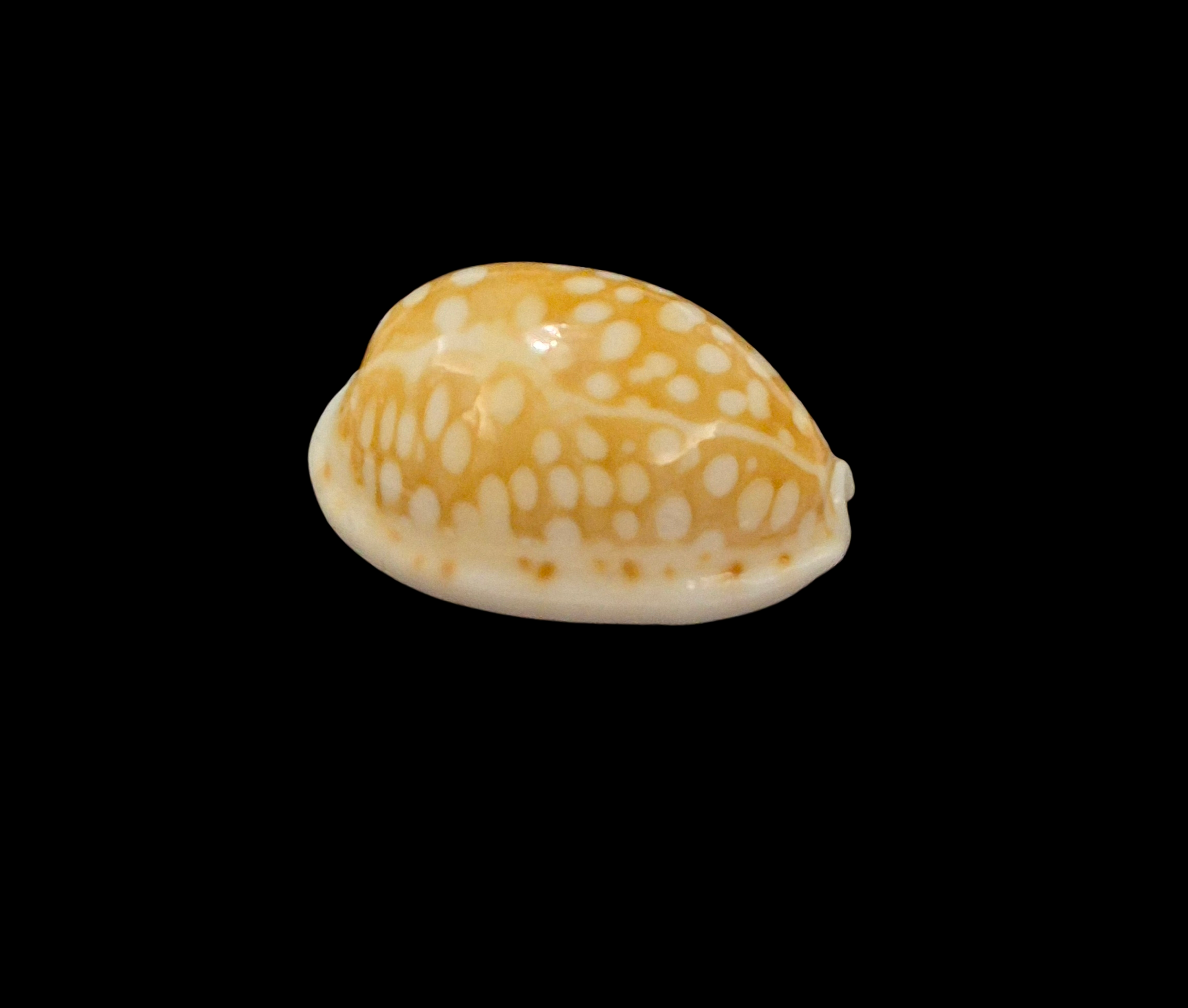 BC316 Cribrarula catholicorum - BIG SIZE - Image 2