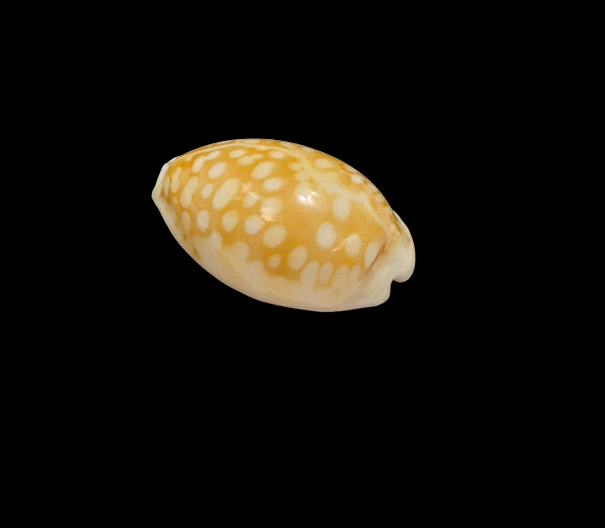 BC316 Cribrarula catholicorum - BIG SIZE - Image 3