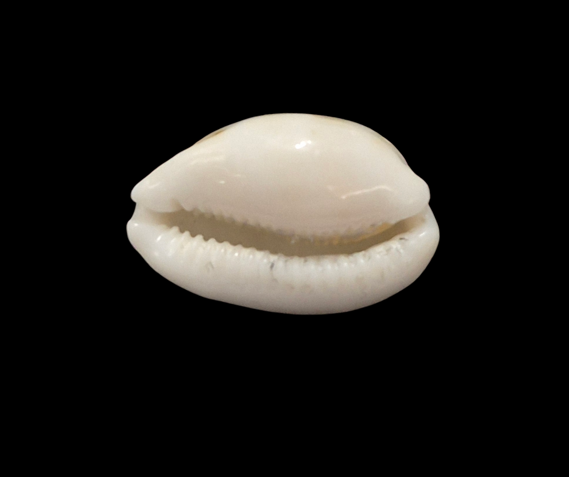 BC316 Cribrarula catholicorum - BIG SIZE - Image 5