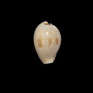 BC321 Cypraea garyi - RARELY OFFERED