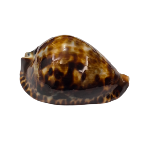 BC290 Zoila friendii f. insulata - LARGE