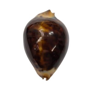 BC103 Zoila jeaniana jeaniana - DARK BEAUTY