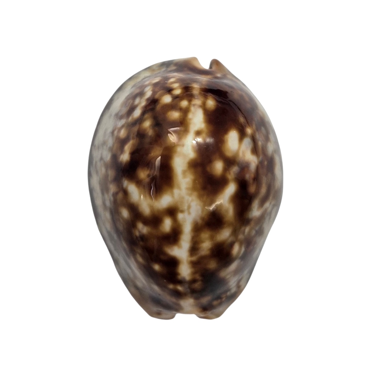 BC173 Mauritia mauritiana - OVERCAST - Image 2