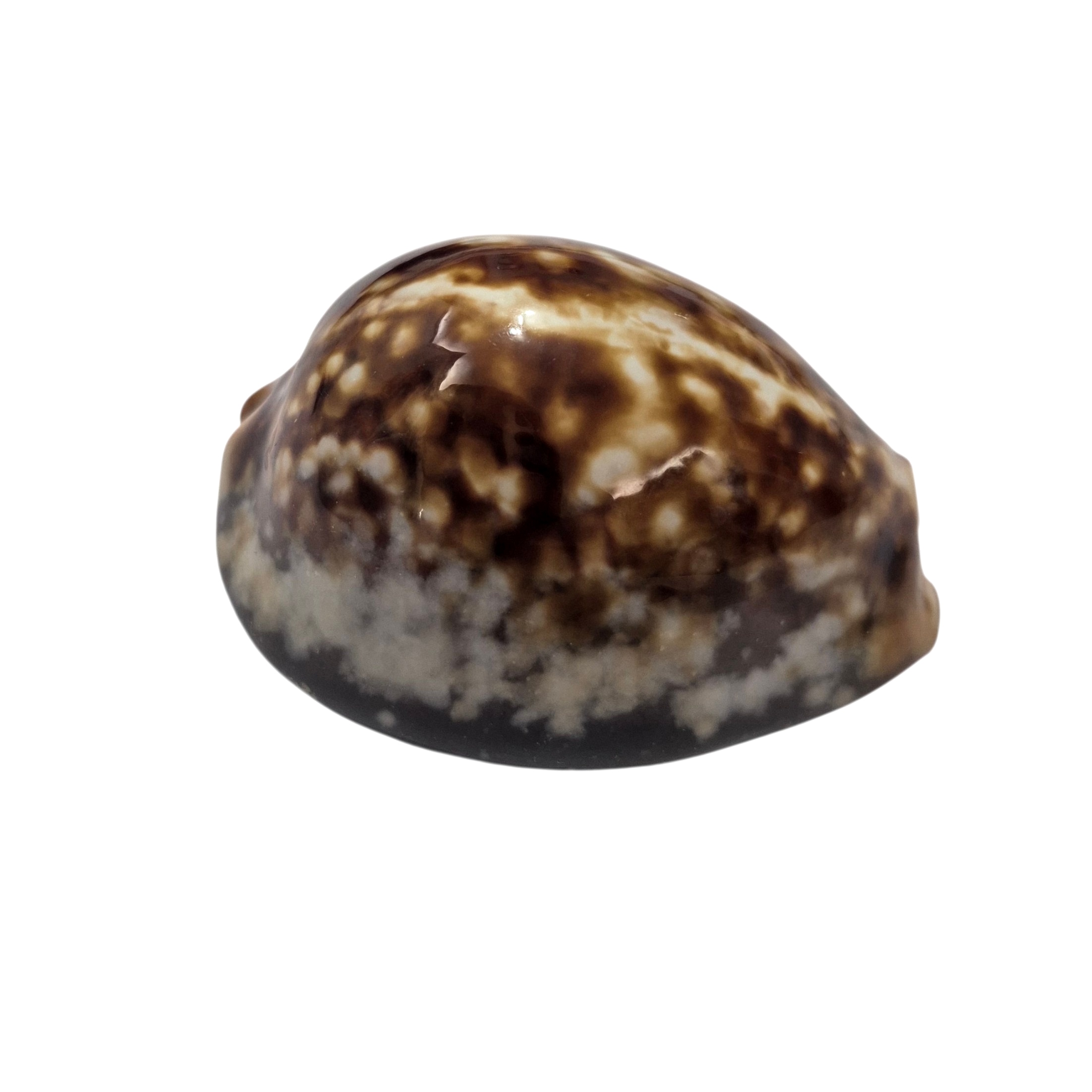 BC173 Mauritia mauritiana - OVERCAST