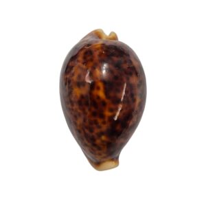 BC260 Cypraea pantherina f. funebralis