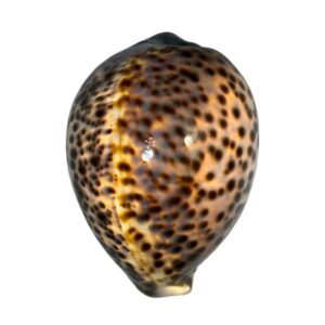 BC113 Cypraea tigris f. schilderiana - BIG SIZE