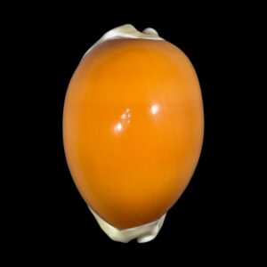 BC130 Callistocypraea aurantium - HIGH QUALITY