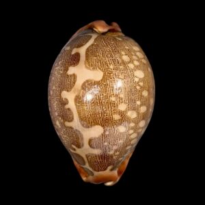 BC135 Leporycypraea mappa mappa f. panerythra - VIETNAM FORM