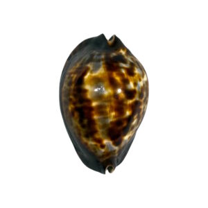 BC155 Zoila jeaniana sherylae - DARK