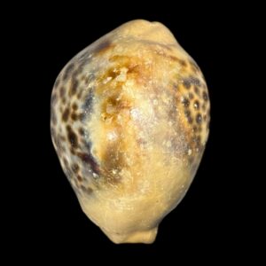 BC161 Cypraea tigris - OVERCAST