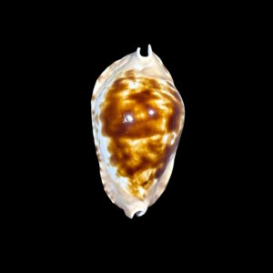 BC170 Zoila marginata f. consueta - SELECTED