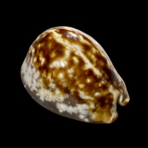 BC173 Mauritia mauritiana - OVERCAST