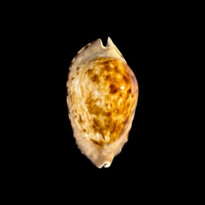 BC174 Zoila marginata f. consueta - PATTERNFUL